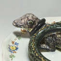 Alcora earthenware plate decorated in trompe-l'oeil - Eighteenth century