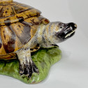 Strasbourg - Tortue en trompe l’oeil - Manufacture Paul Hannong, vers 1750-1754