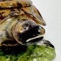 Strasbourg - Tortoise with trompe l'oeil - Manufacture Paul Hannong, about 1750-1754