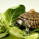Strasbourg - Tortoise with trompe l'oeil - Manufacture Paul Hannong, about 1750-1754